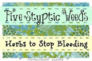 5 styptic weeds - herbs to stop bleeding